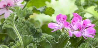 Pelargonium graveolens