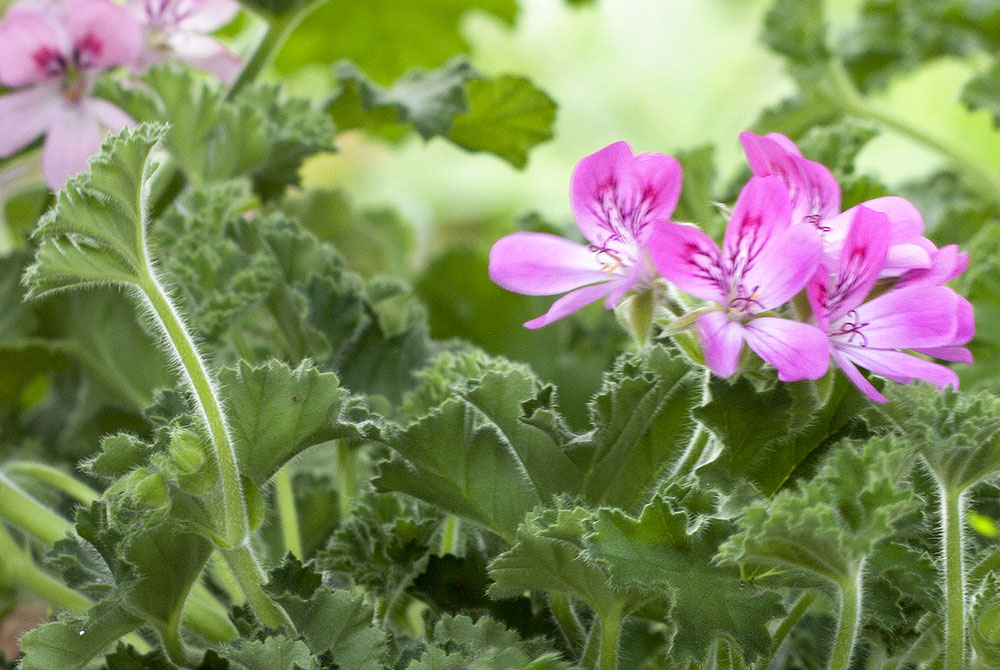 Pelargonium graveolens