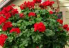 Pelargonium interspecific colgante