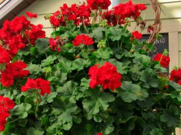 Pelargonium interspecific colgante