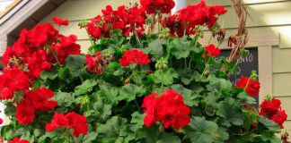 Pelargonium interspecific colgante