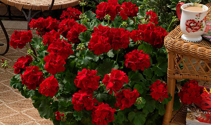 Pelargonium interspecific en terraza