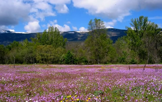 Parque Natural de Peñalara en primavera