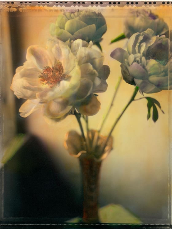 peonies-2