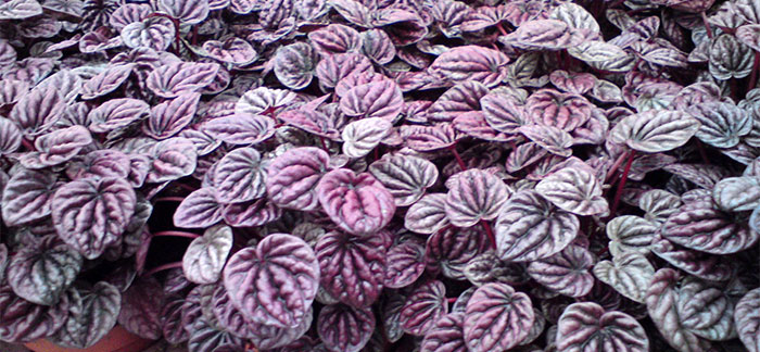 Plantas de Peperomia caperata