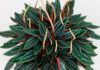 Peperomia caperata variedad Rosso