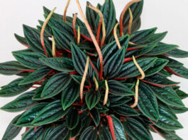 Peperomia caperata variedad Rosso