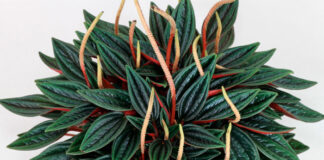 Peperomia caperata variedad Rosso