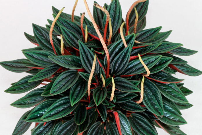 Peperomia caperata variedad Rosso