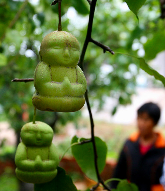 Peras con forma de Buda