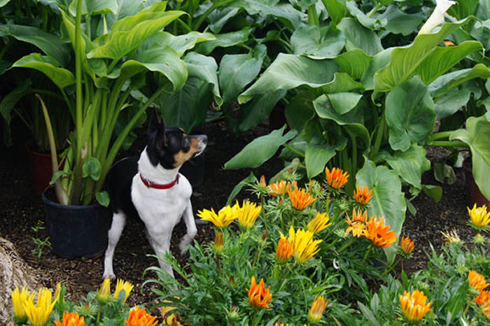 perro ratonero valenciano