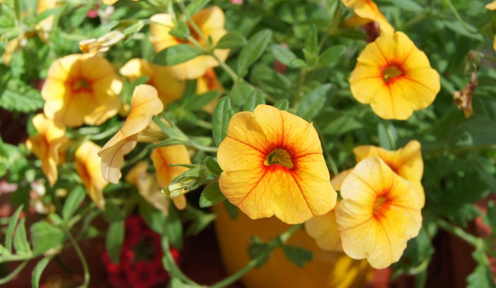 Calibrachoa hybrida