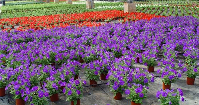 Variedades de petunias: Un mundo de colores y formas