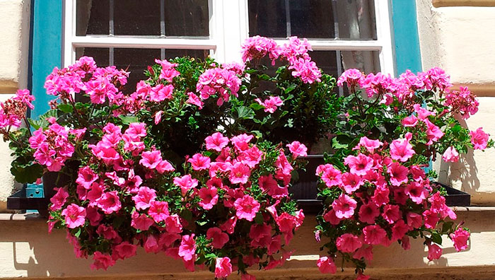 Petunias colgantes