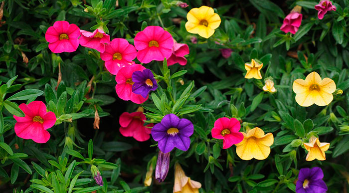 Petunias colgantes | Revista Flores, Plantas, Jardinería, Paisajismo y ambiente