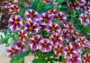 Petunias colgantes