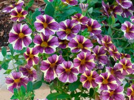 Petunias colgantes