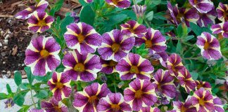 Petunias colgantes