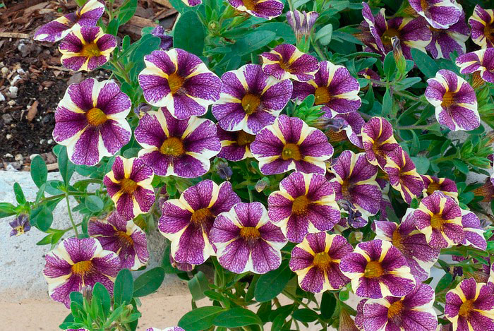 Petunias colgantes