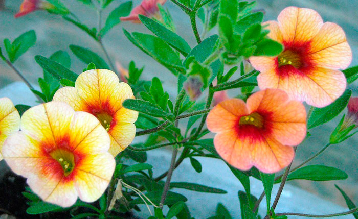 Petunias colgantes