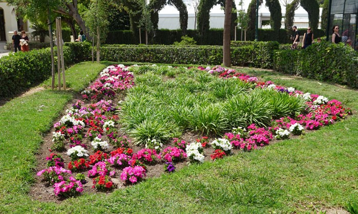 Petunias en el jardín