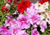 Petunia hybrida
