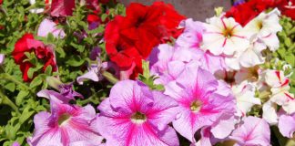 Petunia hybrida