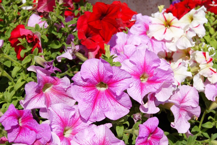 Tipos de petunias | Flores, Plantas, Jardinería, Paisajismo y ambiente