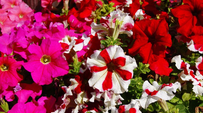 Petunia hybrida