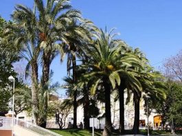 Palmeras Dactylifera y Canariensis juntas