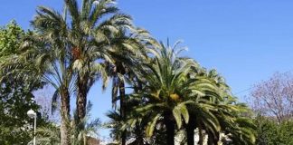 Palmeras Dactylifera y Canariensis juntas
