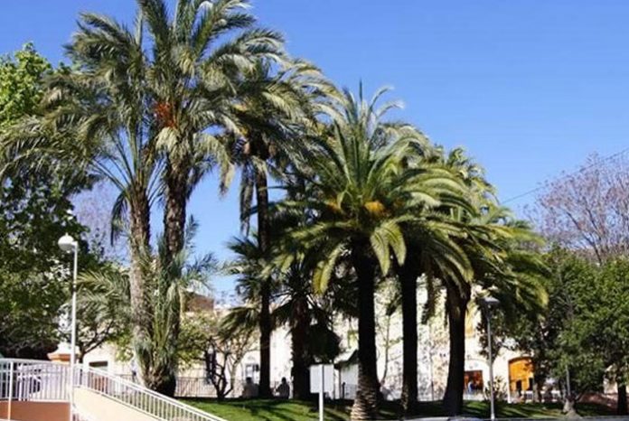 Palmeras Dactylifera y Canariensis juntas