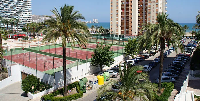Phoenix dactylifera en una avenida Phoenix dactylifera en una avenida