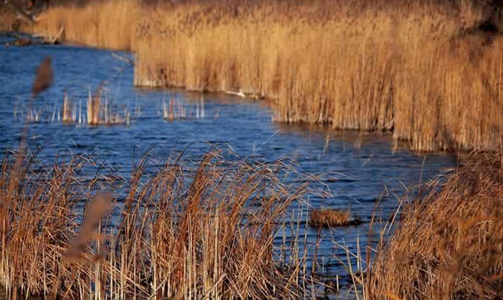 Phragmites australis