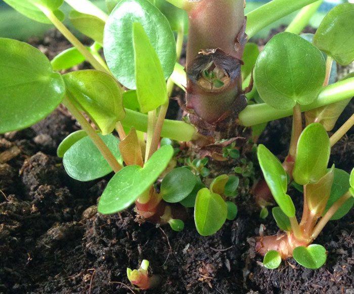 Pilea peperomioides