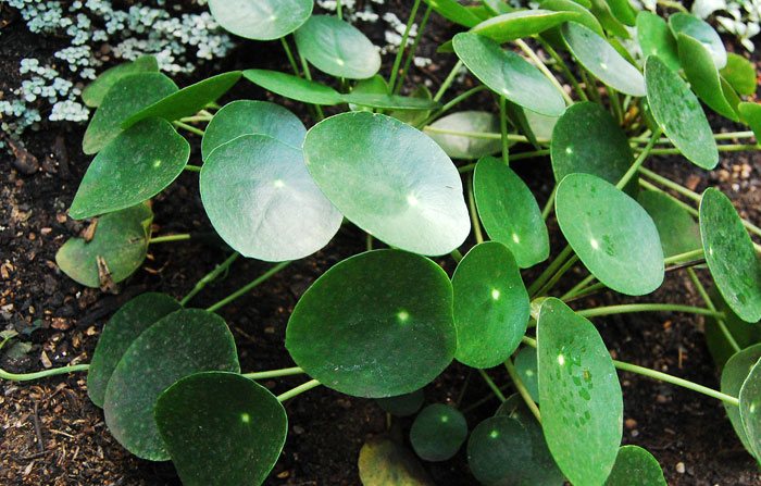 Pilea peperomioides