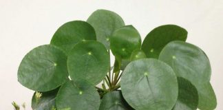 Pilea peperomioides