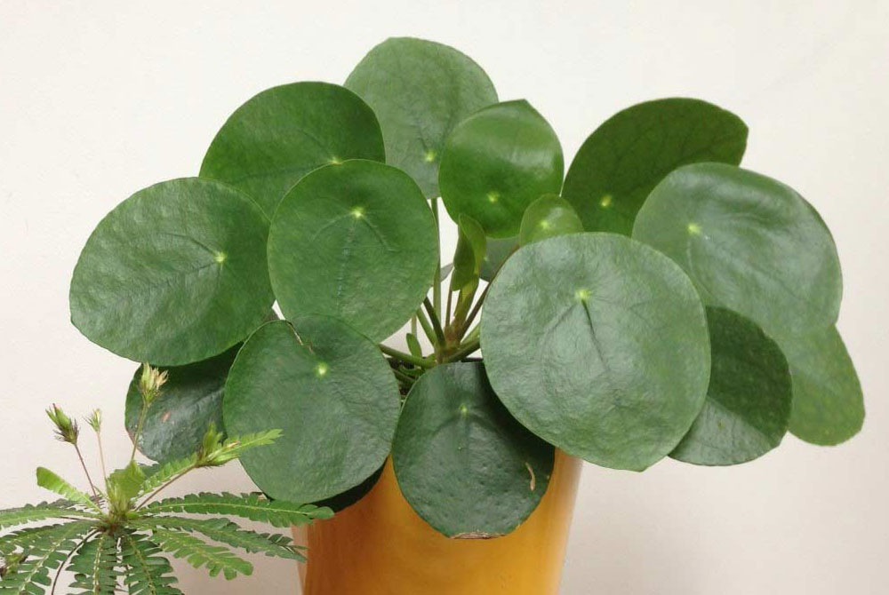 Pilea peperomioides | Revista de Flores, Plantas, Jardinería, Paisajismo y  Medio ambiente