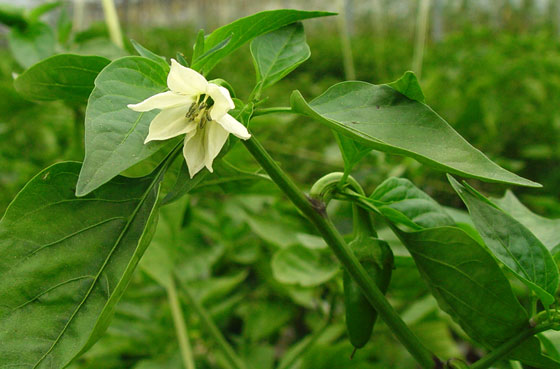 Pimientos de Gernika