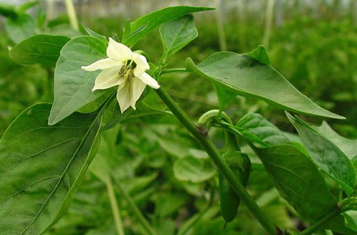 pimiento de gernika