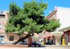 El Pino de La Baia, Elche