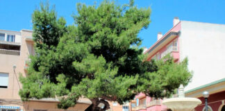 El Pino de La Baia, Elche