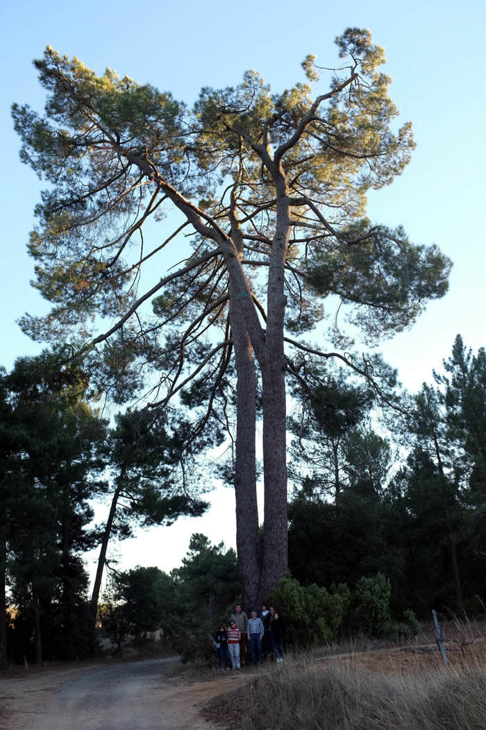 Pino de los Dos Hermanos