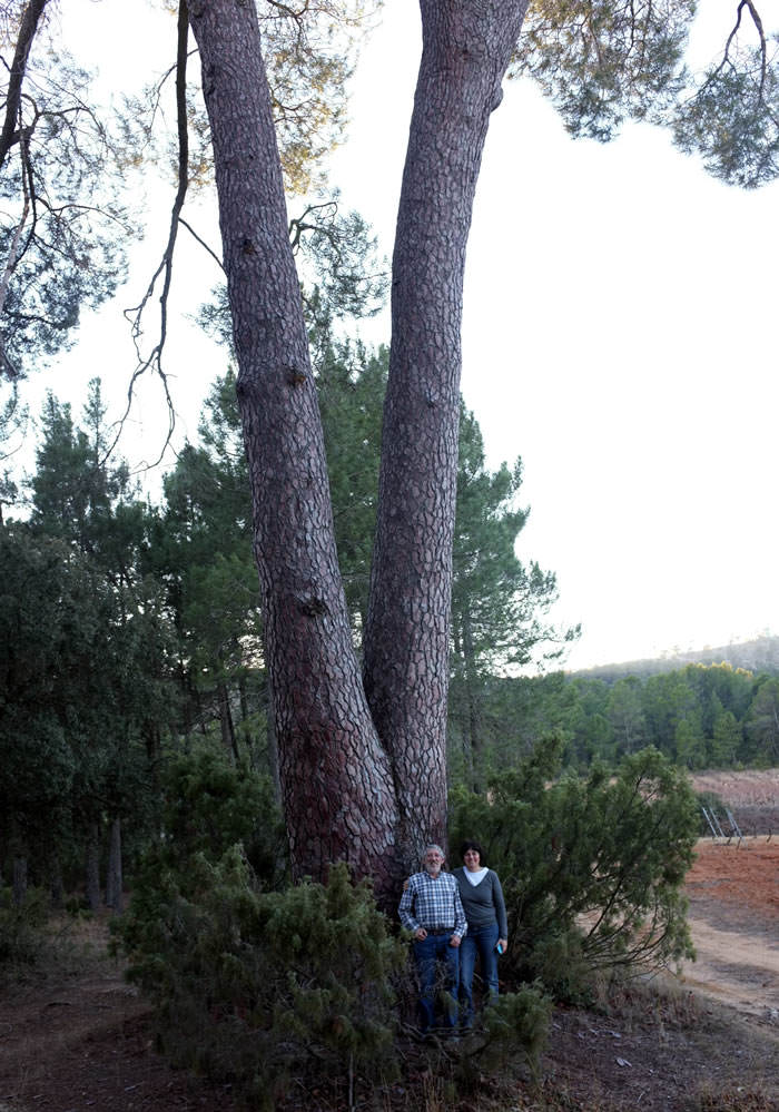 Pino de los Dos Hermanos