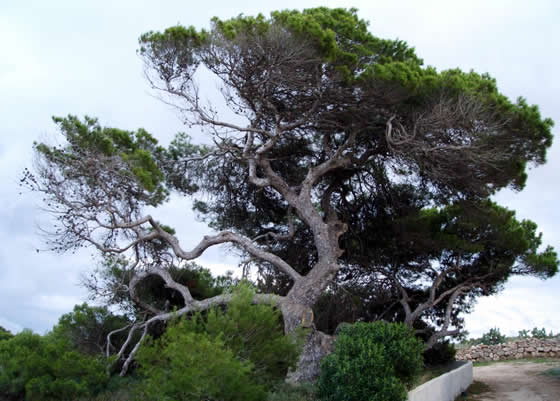pino de Formentor