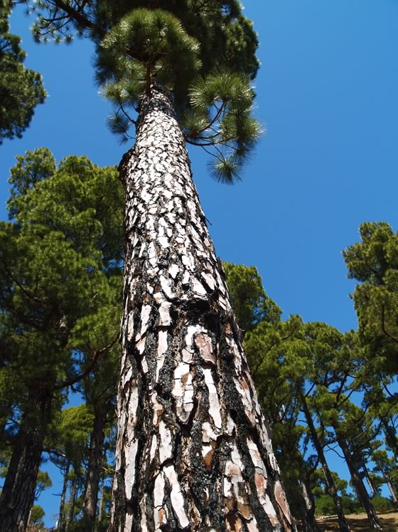 Pinus canariensis