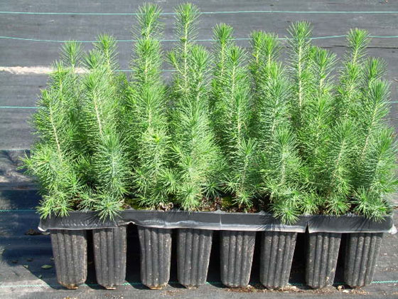 Pinus halepensis en bandejas anti espiralización radicular