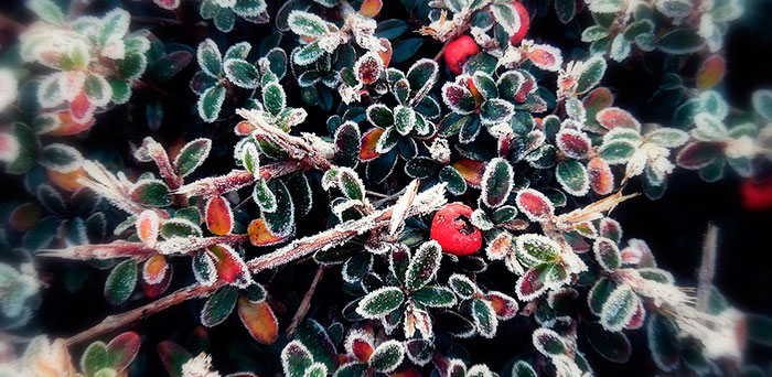 Piracanta en jardín en invierno