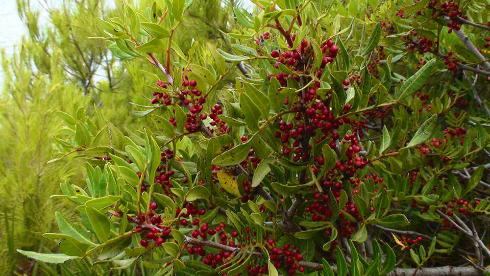 pistacia lentiscu l