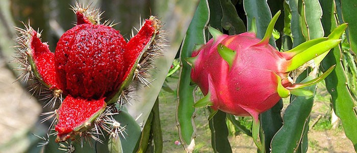 pitaya y pitahaya